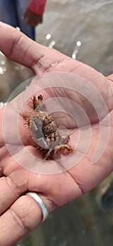 Pilumnus or pilumninae crab stoc photo