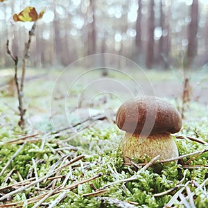Pilz/Mushroom