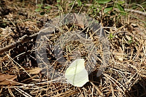 Pilze im Otternhagener Moor.