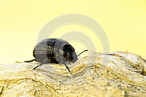 Pimelia baetica, is a species of beetle of the Tenebrionidae family