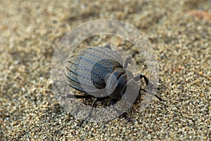 Pimelia bipunctata (Tenebrionidae) - darkling beetle on beach