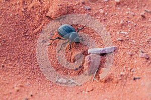 Pimelia genus beetle