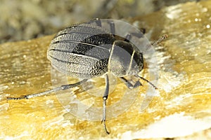Pimelia integra, is a species of beetle of the Tenebrionidae family