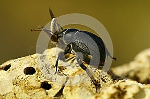 Pimelia monticola, is a species of beetle of the Tenebrionidae family
