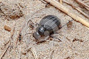 Pimelia sp. beetle walks on the beach sand on a sunny day