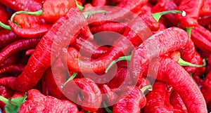 Pimientos Choriceros, dry hot guindilla peppers photo