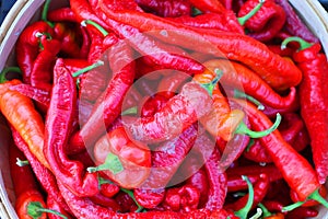 Pimientos Choriceros, dry hot guindilla peppers photo