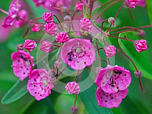 Pimk flowers and ants