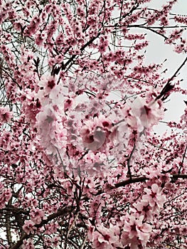 The pimk flowers of a cherry tree