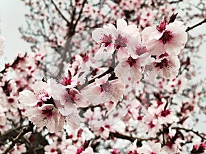 The pimk flowers of a cherry tree