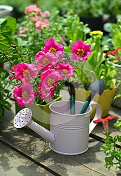 Pimk purslane flower in bloom, watering can with tools on garden patio vertical