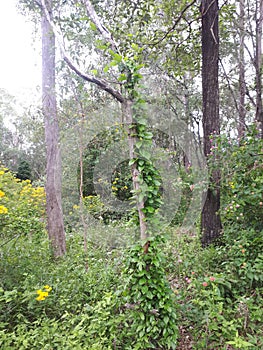 Pimpama Bush Land