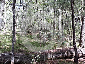 Pimpama Bush Land