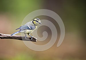 Pimpelmees, Blue Tit, Cyanistes caeruleu