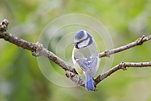 Pimpelmees, Blue Tit, Cyanistes caeruleus