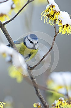 Pimpelmees, Blue Tit, Cyanistes caeruleus