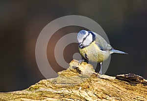 Pimpelmees, European Blue Tit, Cyanistes caeruleus