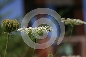 Pimpernel saxifrage pimpinella saxifraga