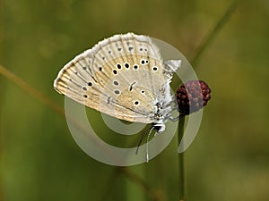 Pimpernelblauwtje, Scarce Large Blue, Phengaris teleius