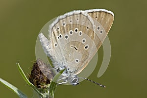 Pimpernelblauwtje, Scarce Large Blue, Phengaris teleius