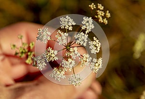 Pimpinella saxifraga white flowers.The plant is also known as burnet-saxifrage, solidstem burnet saxifrage, lesser burnet