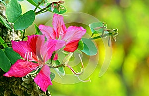 Pin bauhinia blakeana flowers