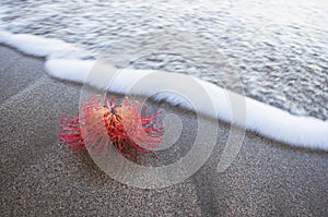 Pin Cushion Flower in Sand About to be Hit with Foam of Wave