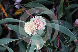 Inflorescence of Pin-cushion hakea (Hakea laurina) in a park : (pix Sanjiv Shukla) photo