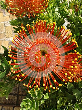 Pin Cushion Protea
