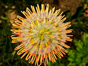 Pin Cushion Protea 6