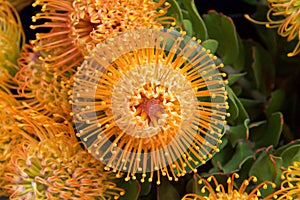 Pin cushion protea flowers close up