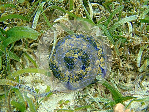 Pin Cushion Sea Star, Numfor, Indonesia