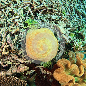 Pin-Cushion Starfish
