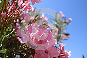 Pin flowers covered with raindrops, Touch of spring