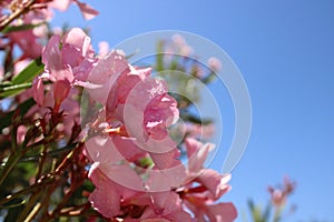 Pin flowers covered with raindrops, Touch of spring