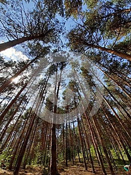 Pin forest blue sky Buzau