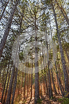 Pin forest in Serre du Loup  area of the National natural park of Barronnies Provencales in Southern France