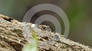 Pin-hole borer beetles in the mating season.