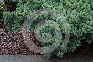 Pin nain de SibÃÂ©rie.Dwarf siberian pine.Pinus pumila.`Dwarf Blue`.Pinaceae.Origine horticole.Garden origin photo