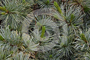 Pin nain de SibÃÂ©rie Dwarf siberian pine.Pinus pumila.`Dwarf Blue`.Pinaceae.Origine horticole.Garden origin photo