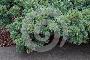 Pin nain de SibÃ©rie dwarf siberian pine Pinus pumila.`Dwarf Blue` Pinaceae Origine horticole Garden origin