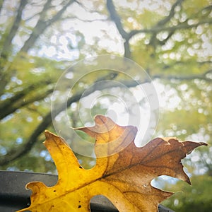 Pin oak fell on the front mirror, backlit, Square photo.