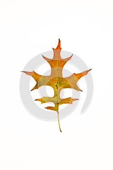 Pin Oak leaf on white background.