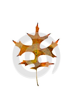 Pin Oak leaf on white background.