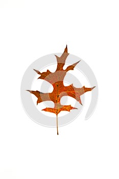 Pin Oak leaf on white background.