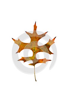 Pin Oak Leaf isolated on white background.