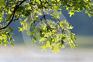 Pin Oak leaves