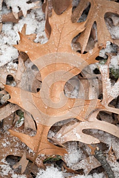 Pin-Oak Leaves First Snow