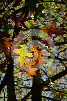 Pin Oak Leaves