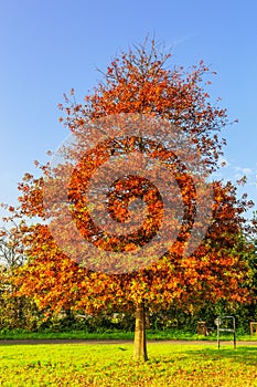 Pin oak, Quercus palustris as Park tree in lawn